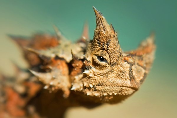 Thằn lằn quỷ gai (tên khoa học Moloch horridus) là loài  động vật hiếm sống ở vùng sa mạc hẻo lánh của nước Australia. Chúng có vẻ ngoài đáng sợ nhưng hoàn toàn vô hại. Một trong những điểm lạ của chúng là khả năng uống nước qua da. Chỉ cần thằn lằn Moloch đặt da bàn chân trên vũng nước thì một mạng lưới các kênh trong cơ thể sẽ đưa nước đi lên đến miệng như những ống hút nhỏ.